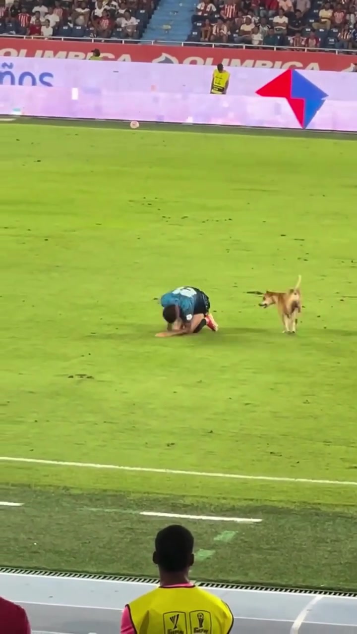 狗狗进场模仿球员受伤倒地伤害性不大侮辱性极强啊